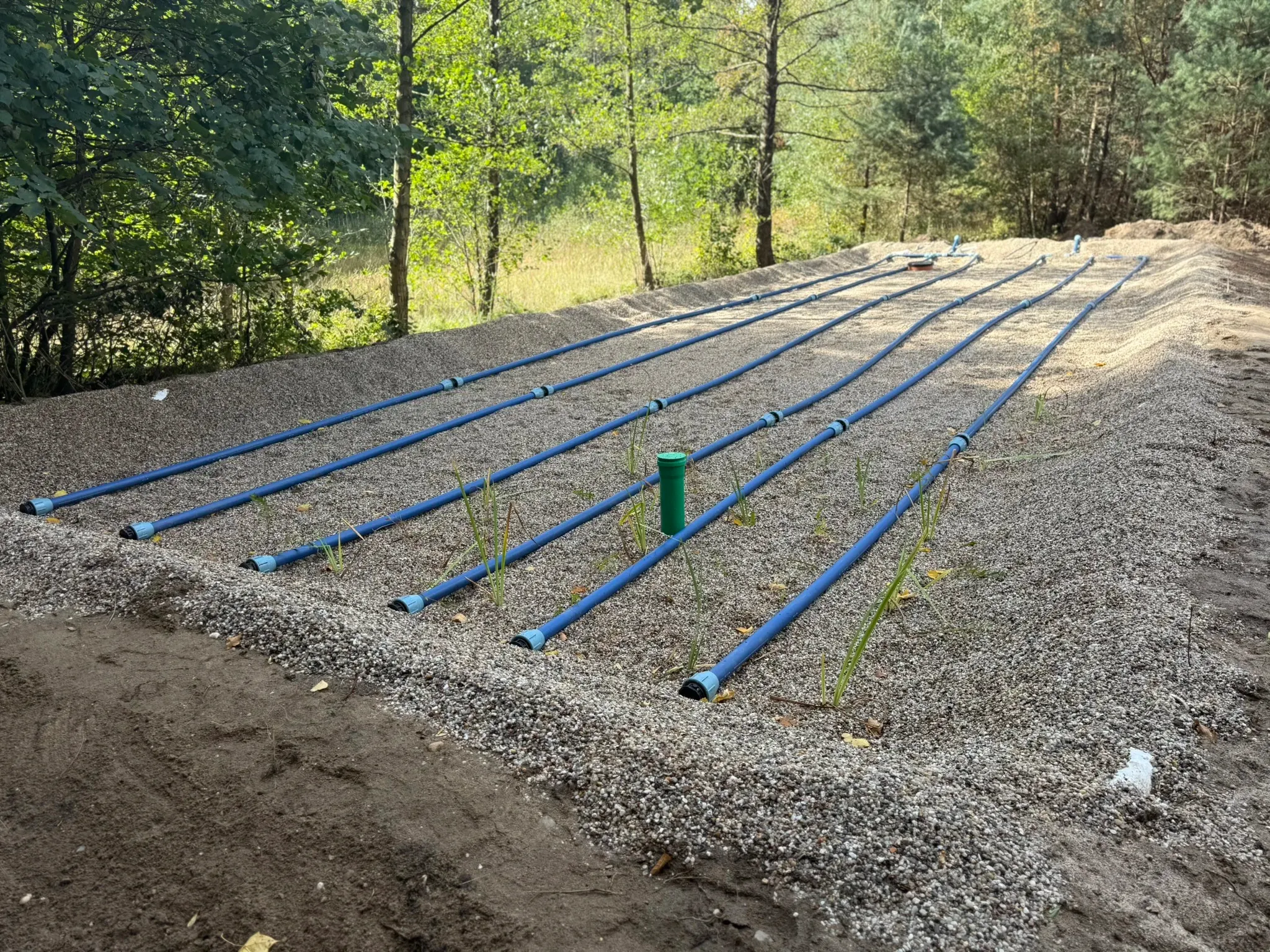 Fertiges Pflanzenklärbeet am Forsthaus Parnitz — sechs blaue Verteilrohre auf der Kiesfilter-Oberfläche verteilen das vorgeklärte Abwasser gleichmäßig, dazwischen die ersten austreibenden Schilf- und Rohrkolben-Halme, im Hintergrund der umgebende Wald