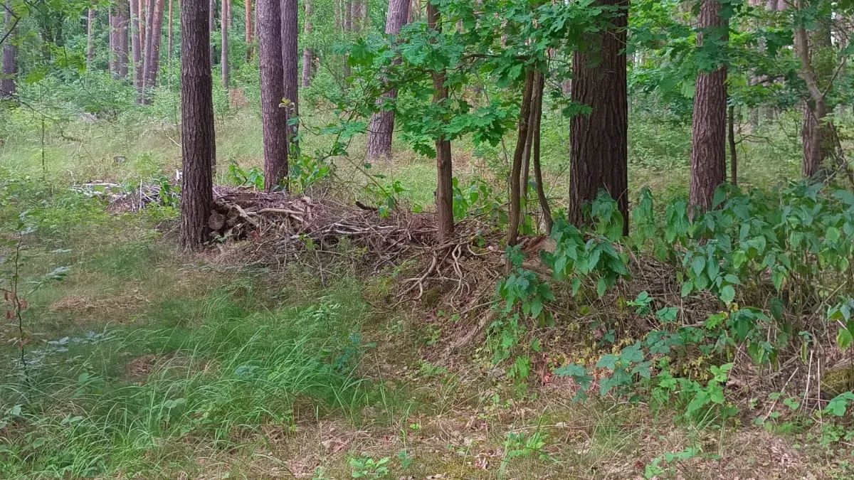 Junge Benjeshecke aus aufgeschichtetem Astwerk im lichten Mischwald