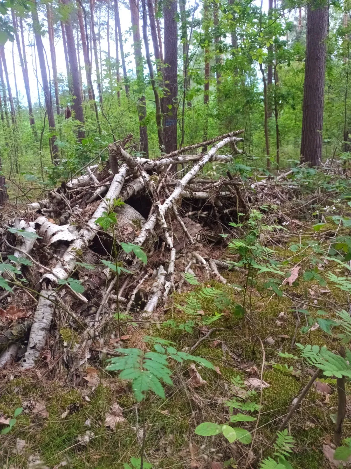 Aufgeschichtete weiße Birkenstämme bilden das Grundgerüst einer jungen Benjeshecke im Wald
