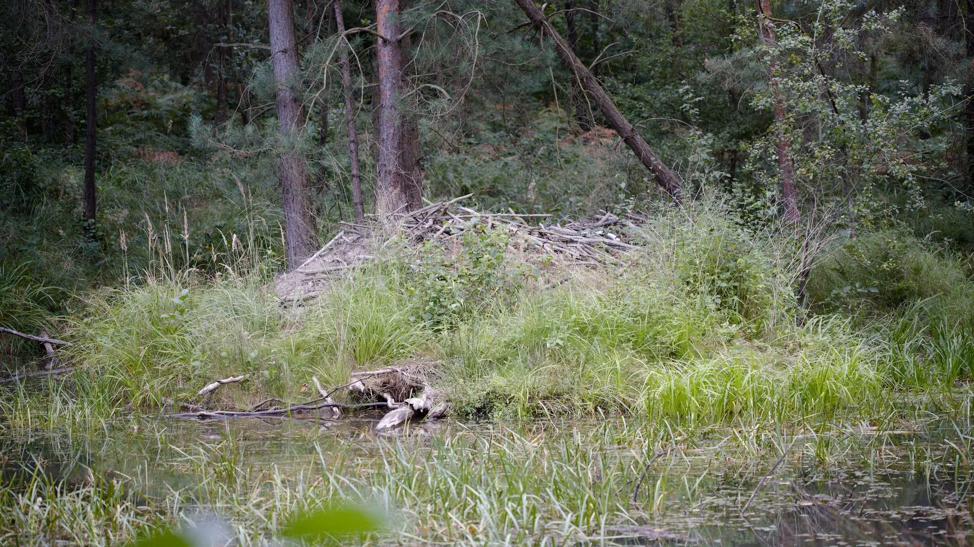 Biberburg aus aufgeschichteten Ästen am Ufer eines Teichs im Wald, im Hintergrund Mischwald — Dübener Heide, August 2026