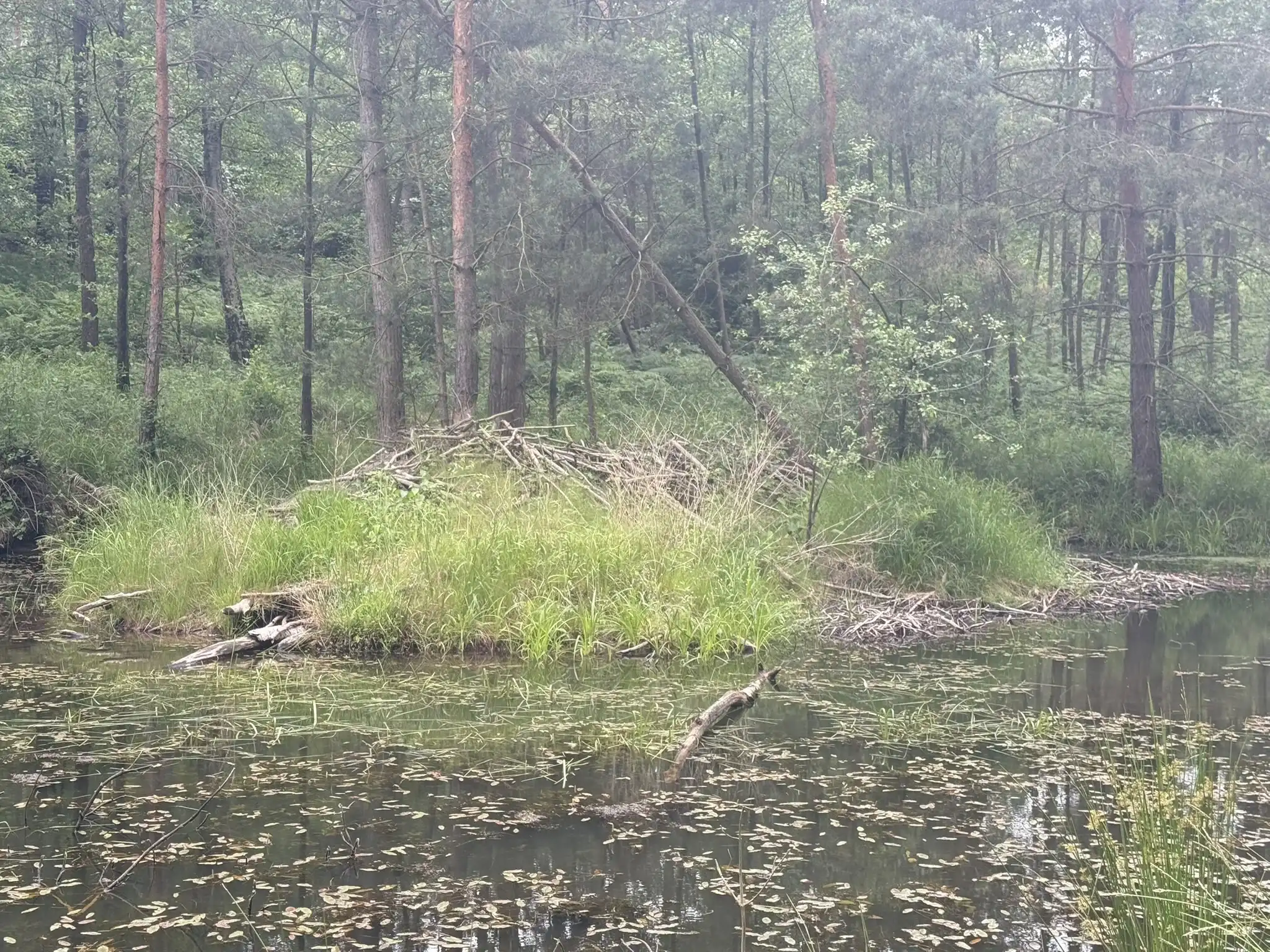 Biberburg aus aufgeschichteten Ästen auf einer Insel im Forstteich, im Hintergrund Mischwald — am Forsthaus Parnitz im Juni 2026