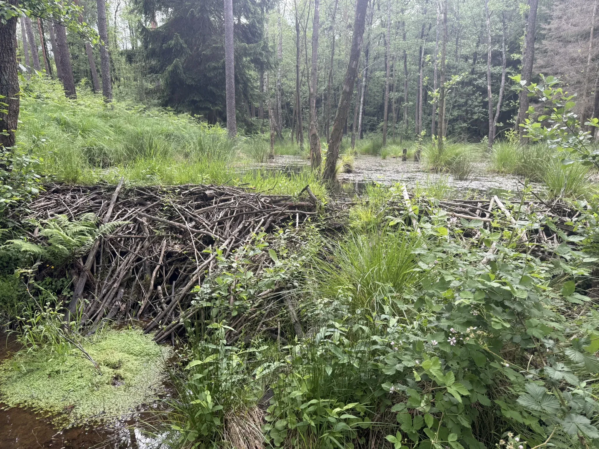 Frisch aufgeschichteter Biberdamm aus Ästen quer über einem kleinen Waldbach, dahinter ein gestauter Wasserbereich zwischen Erlen und Sumpfgräsern — am Forsthaus Parnitz im Juni 2026