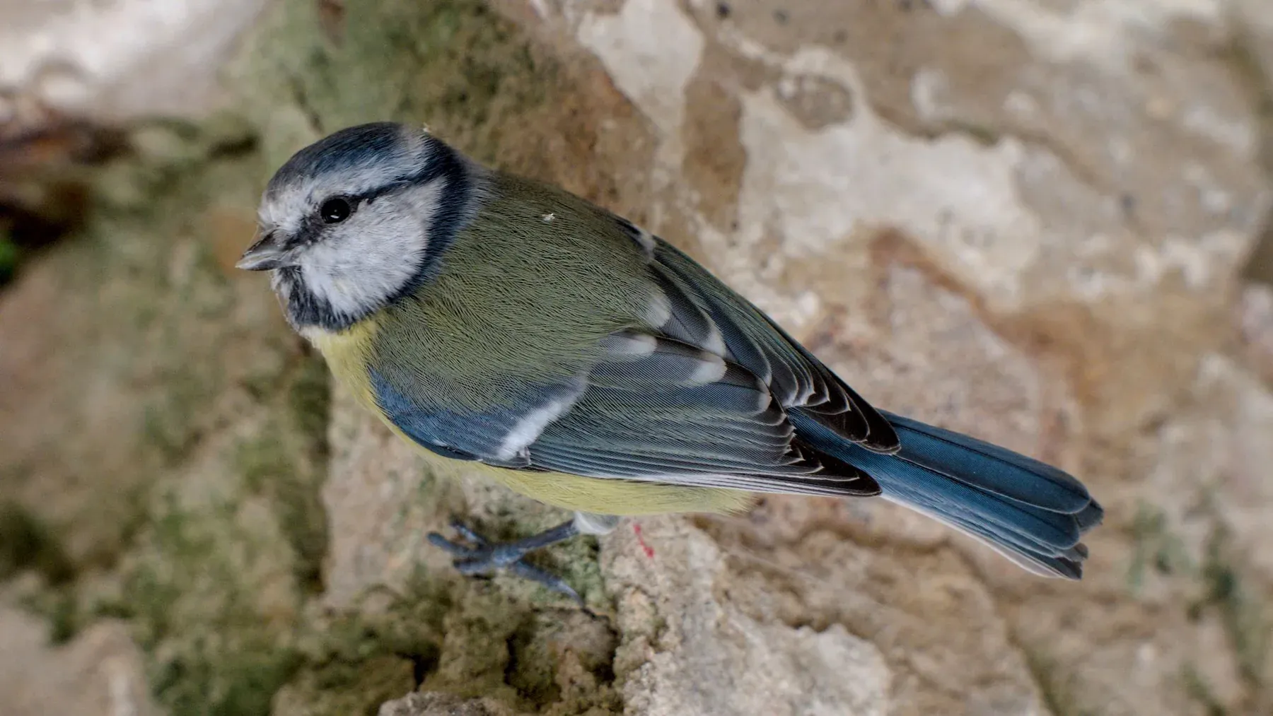 Blaumeise auf einer Steinmauer am Forsthaus Parnitz, Seitenansicht