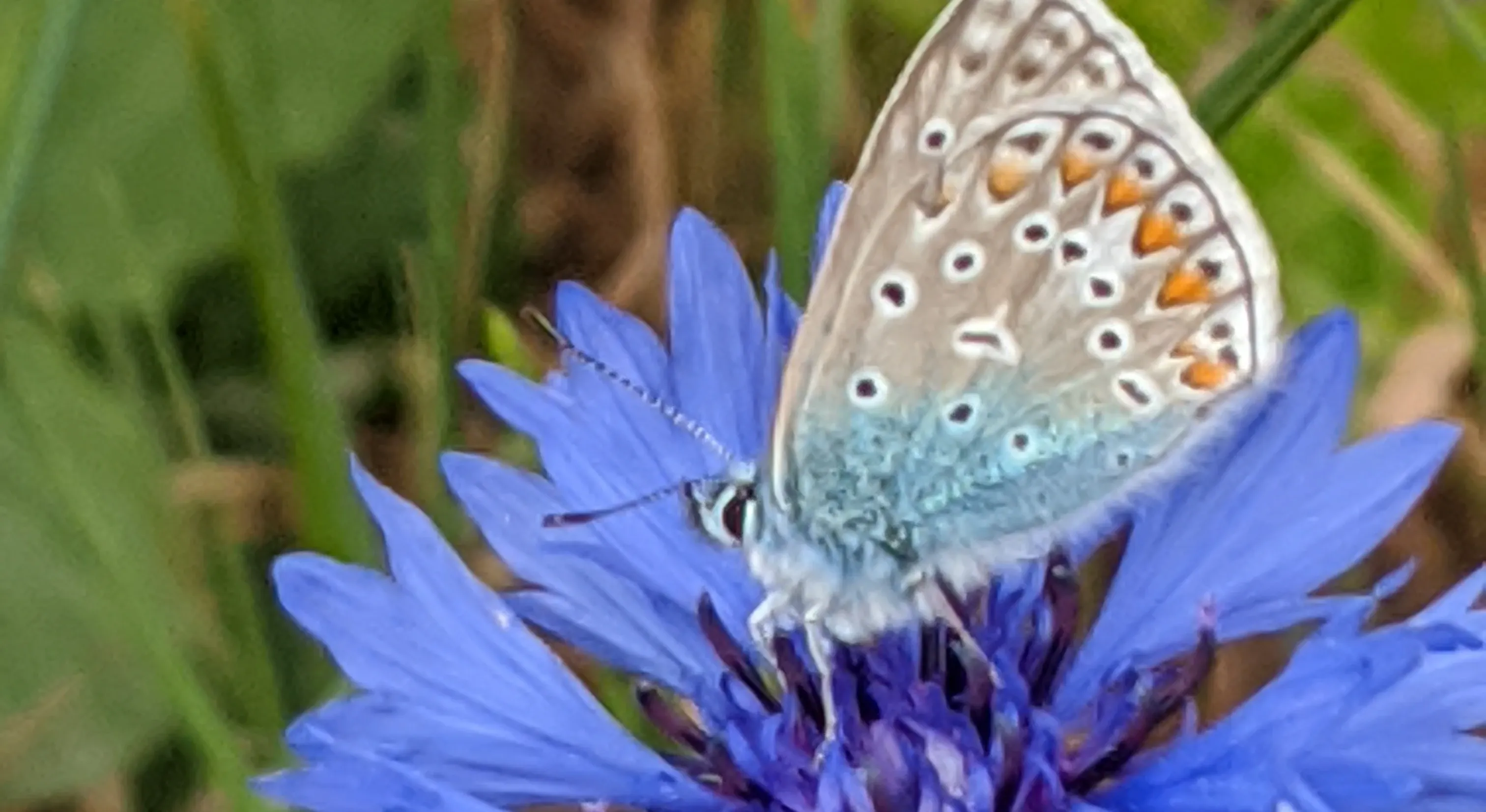 Hauhechel-Bläuling auf einer Kornblume am Forsthaus Parnitz