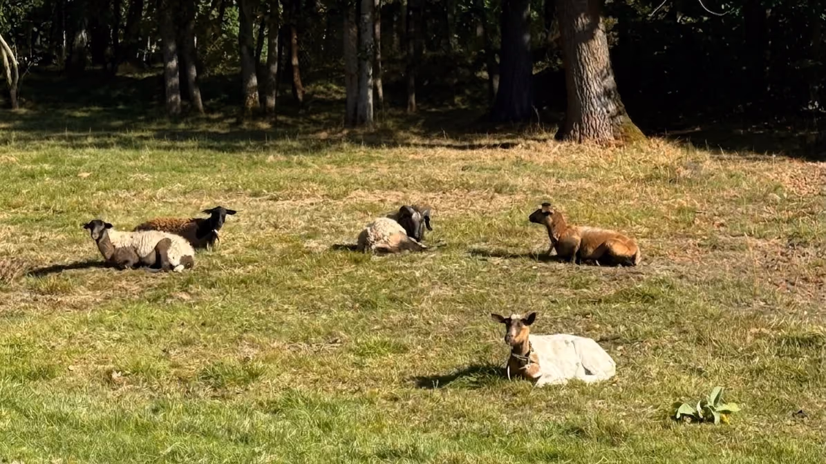 Eine kleine Schafherde — fünf Kameruner-Schafe und ein weißes — liegt verteilt auf einer lichten Weidefläche zwischen Bäumen in einem halboffenen Waldbestand. Typische Hutewald-Szene mit Solitärbäumen und Grasflächen dazwischen.