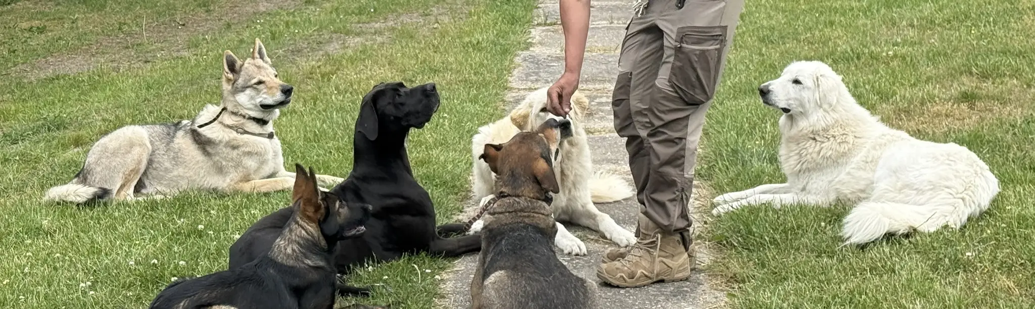 Susanne mit einer Gruppe Hunde auf dem Gelände am Forsthaus Parnitz