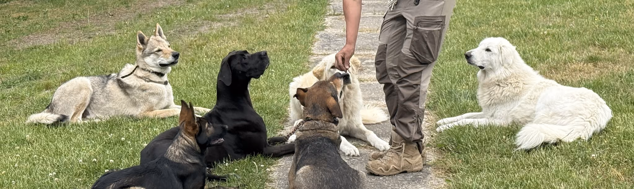 Susanne mit einer Gruppe Hunde auf dem Gelände am Forsthaus Parnitz