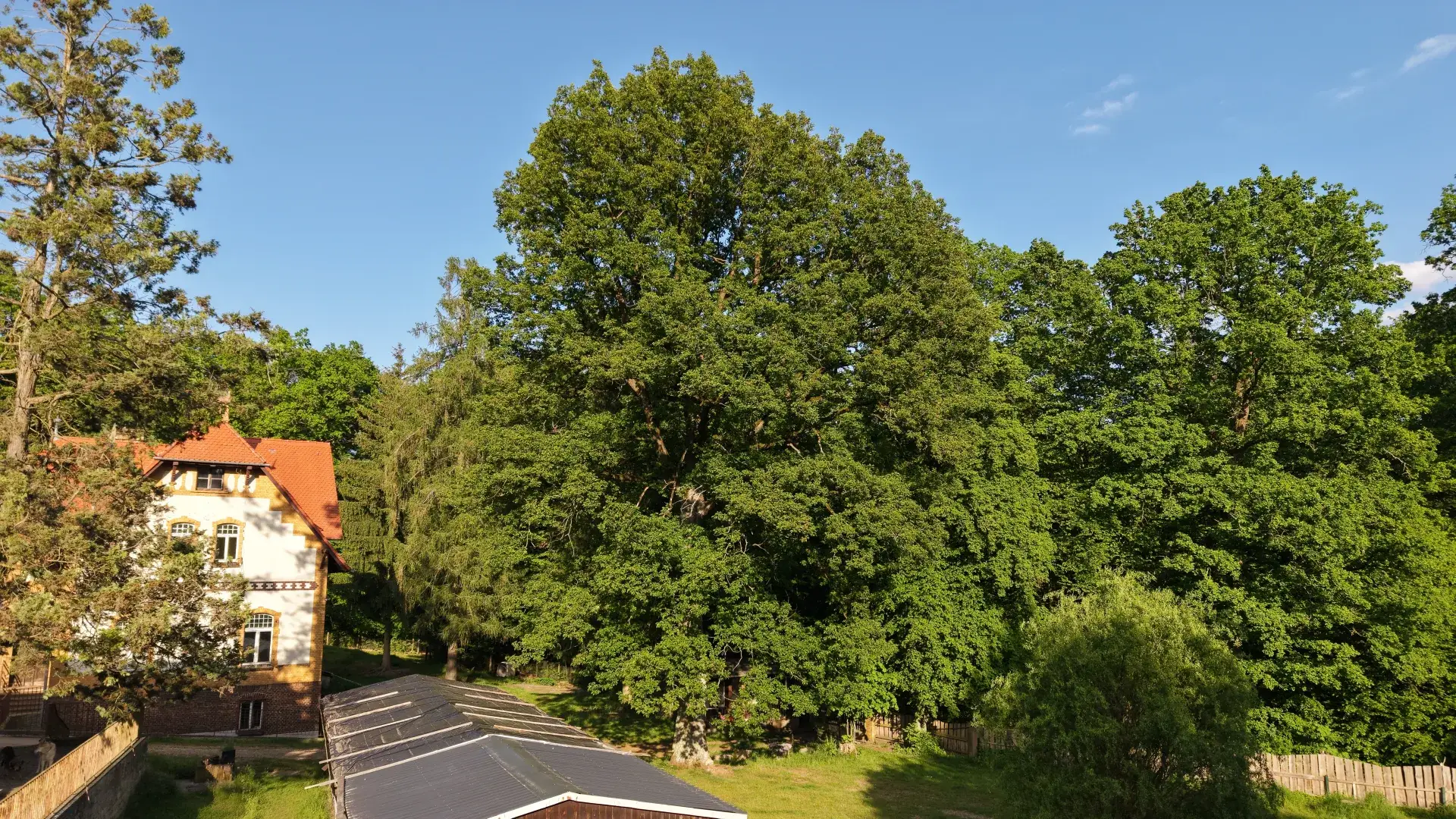 Das historische Jagdhaus am Forsthaus Parnitz mit großem Baum