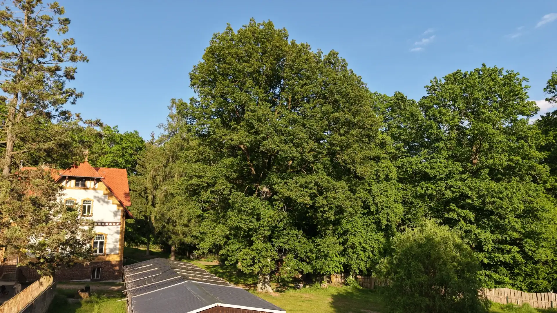 Das historische Jagdhaus am Forsthaus Parnitz mit großem Baum