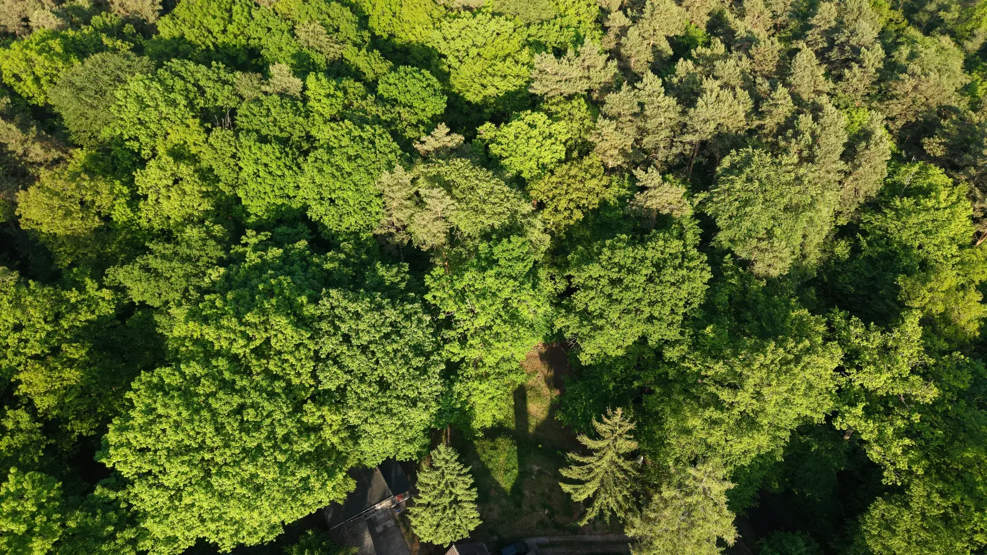 Baumkronen im Lehr- und Versuchswald der Waldbauernschule Parnitz