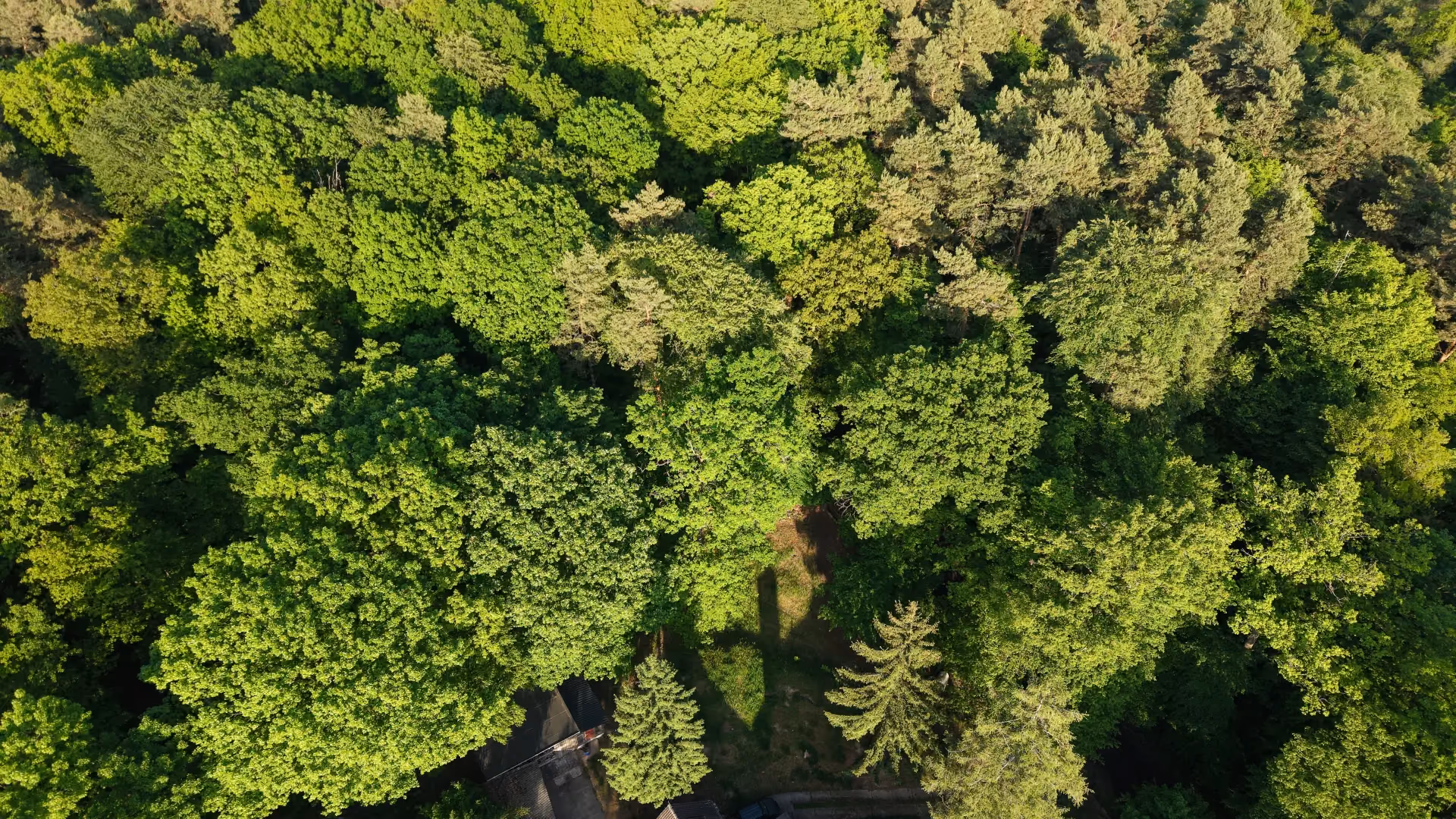 Baumkronen im Lehr- und Versuchswald der Waldbauernschule Parnitz