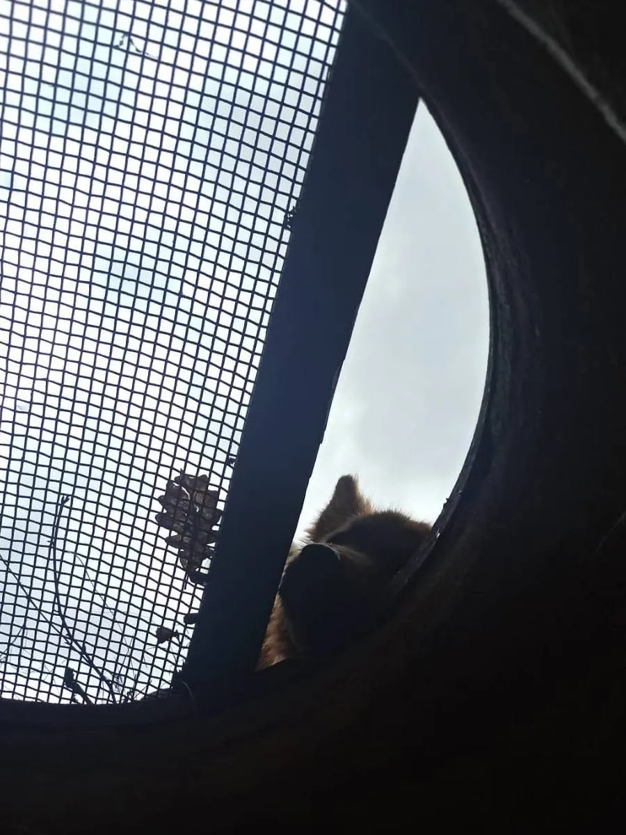 Blick durch eine Trainingsröhre auf einen suchenden Hund