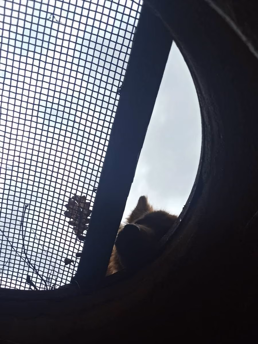 Blick durch eine Trainingsröhre auf einen suchenden Hund