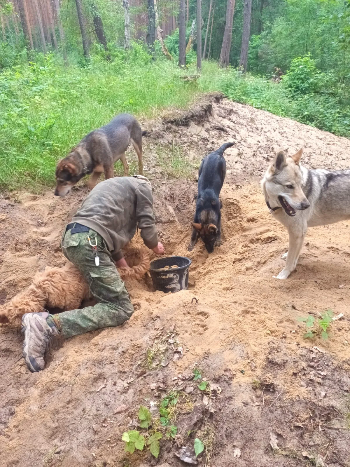Tobi mit Hunden beim Sandbau-Kurs am Forsthaus Runzwitz