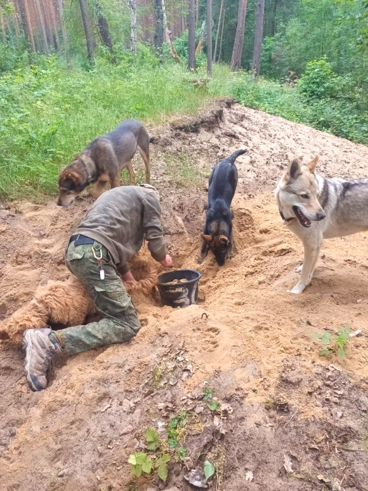 Tobi mit Hunden beim Sandbau-Kurs am Forsthaus Runzwitz