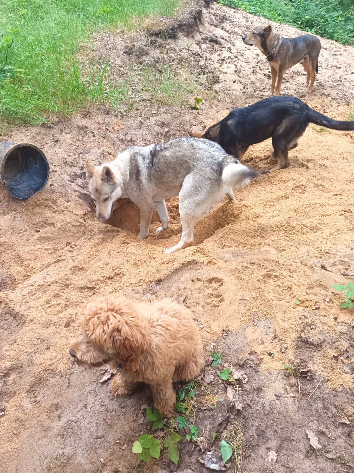 Bakari, Tschechoslowakischer Wolfhund, gräbt im Sand, weitere Hunde im Hintergrund