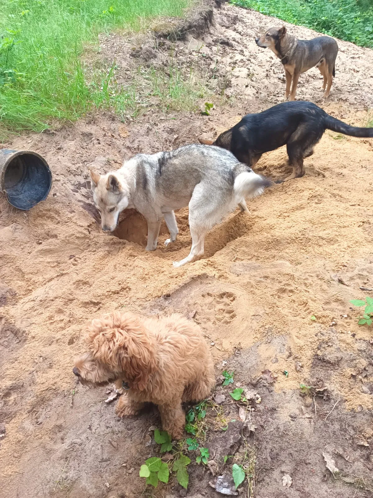Bakari, Tschechoslowakischer Wolfhund, gräbt im Sand, weitere Hunde im Hintergrund