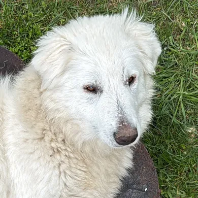 Floh-Kathi, der Pyrenäenberghund des Forsthauses Parnitz