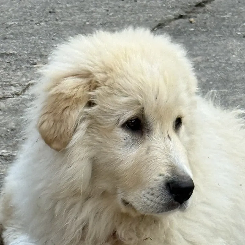 Knutella, der zweite Hund des Forsthauses Parnitz