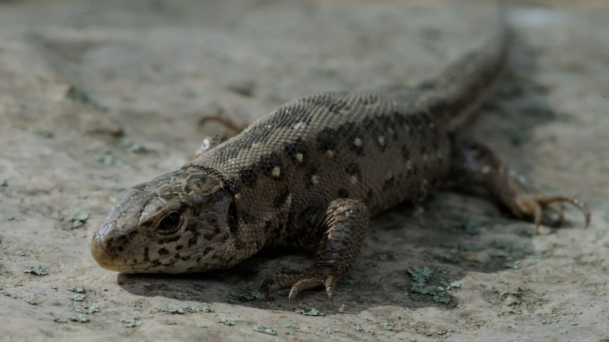 Zauneidechse (Weibchen) auf einer besonnten Steinfläche mit Flechten, seitlich fotografiert — kompletter Körperbau mit Schwanz sichtbar