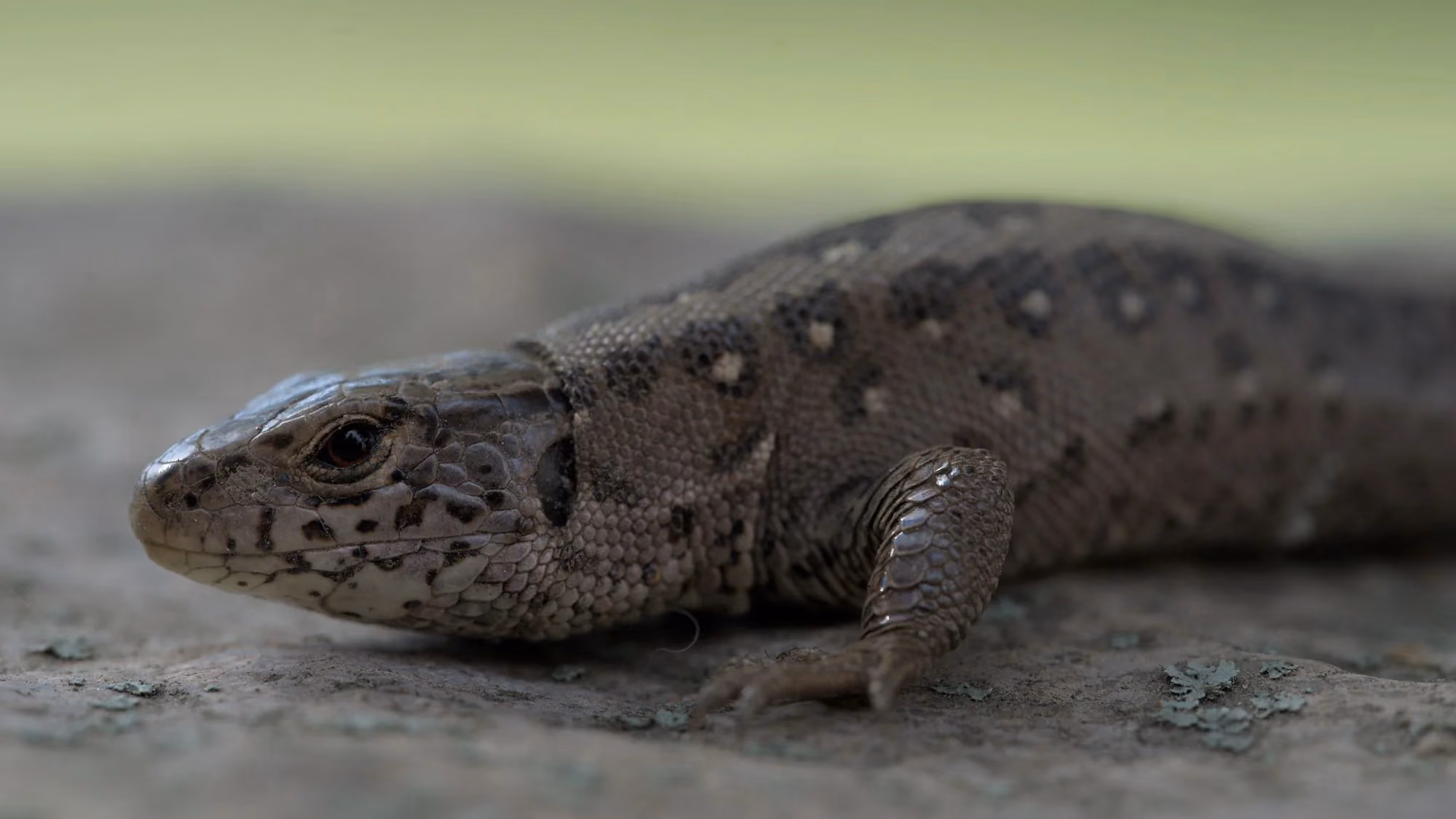 Zauneidechse (Weibchen) im Profil auf steinigem Untergrund am Forsthaus Parnitz — braun-schwarz gemustert, dichtes Schuppenkleid, wacher Blick