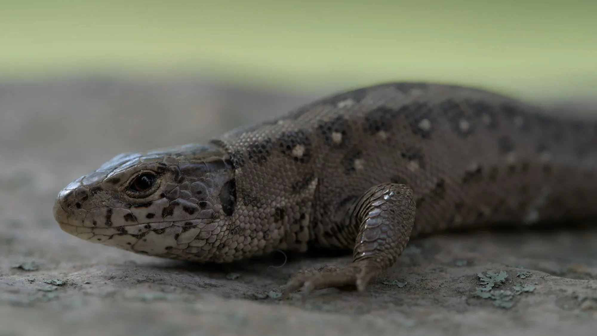 Zauneidechse (Weibchen) im Profil auf steinigem Untergrund am Forsthaus Parnitz — braun-schwarz gemustert, dichtes Schuppenkleid, wacher Blick